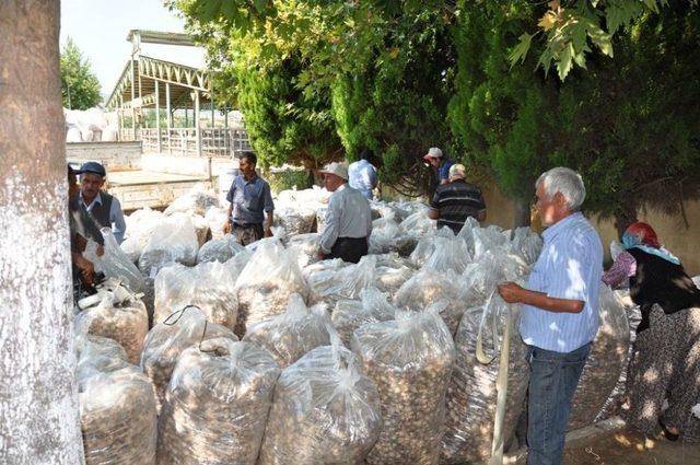 Tmo Manisa Ve İlçelerinde İlk Kez Haşhaş Kapsülü Ve Ürünlerini Alınmaya Başlandı