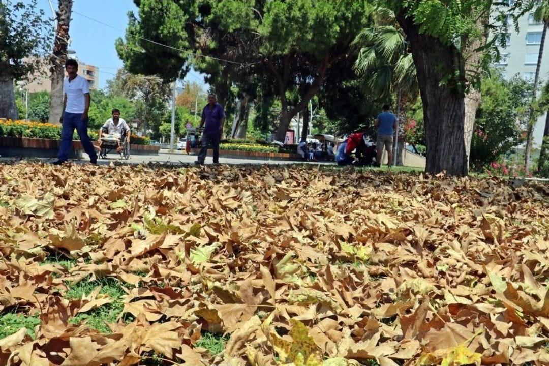 Antalya&rsquo;da Aşırı Sıcakla Gelen Sonbahar G&ouml;r&uuml;n&uuml;m&uuml;