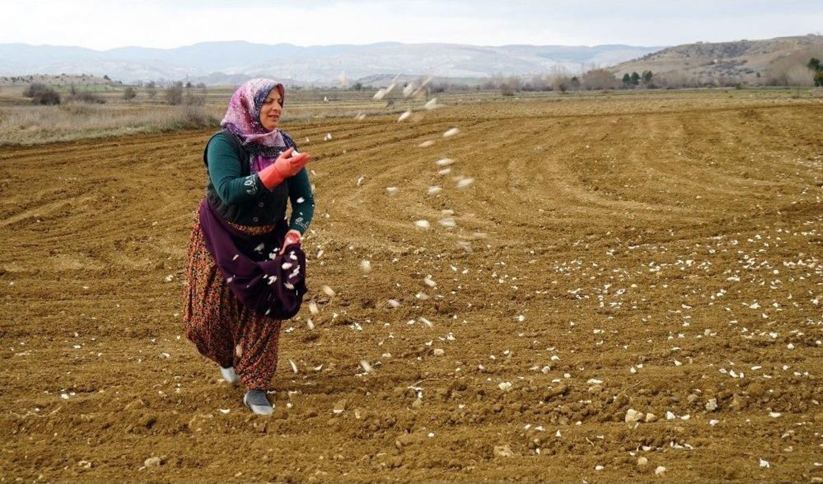 (&ouml;zel) &lsquo;beyaz Altın&rsquo;ın Ekimi Başladı