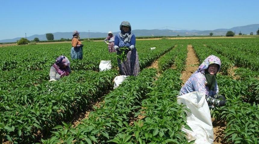 Biber Avrupa Yolunda