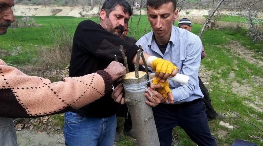 Diyarbakır’da 18 Bin 842 Meyve Ağacı Aşılandı