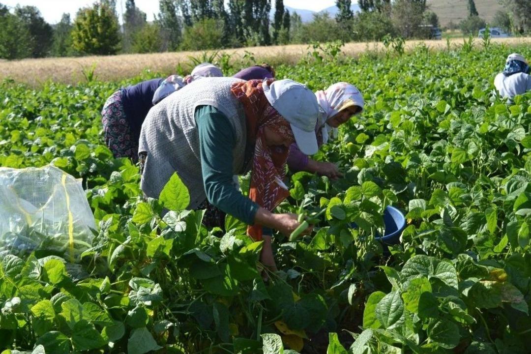 &Ccedil;ift&ccedil;iler Fasulye Hasadından Umutlu