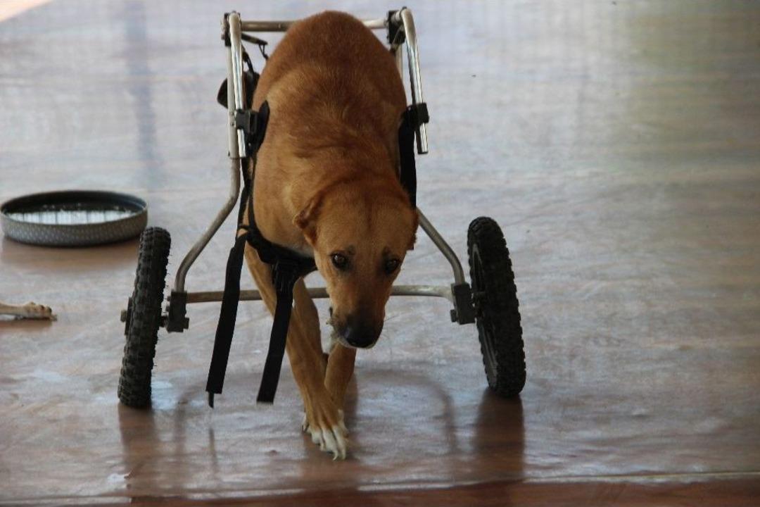 Fel&ccedil;li Sokak Hayvanları İ&ccedil;in Umut