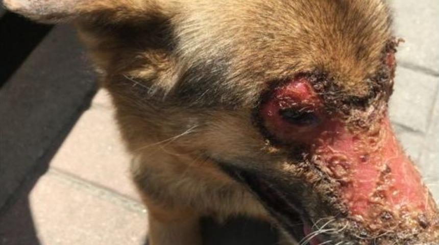 Y&uuml;z&uuml;ne Kimyasal Madde Atılmış K&ouml;peği Vatandaşlar Kurtardı