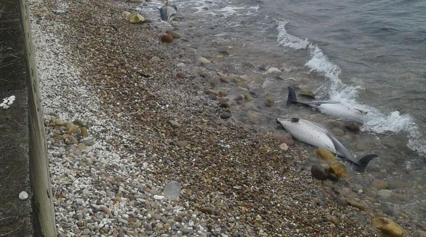Karadeniz&rsquo;de Yunus &Ouml;l&uuml;mleri Arttı