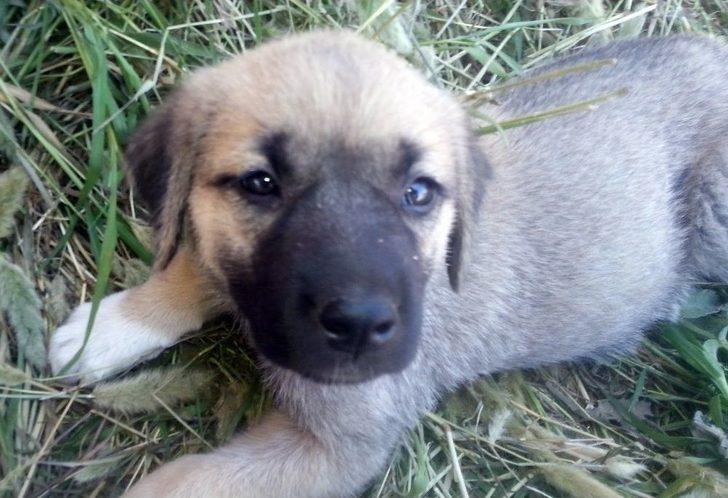 Gaziantep’te Yavru Köpek Ful-oil Dolu Yakıt Tankına Atıldı G1