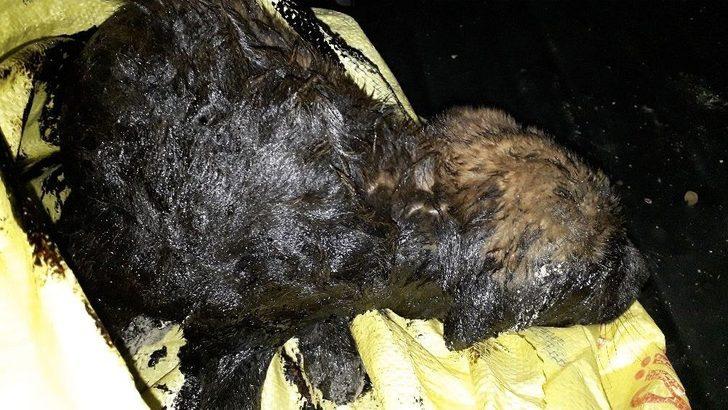 Gaziantep’te Yavru Köpek Ful-oil Dolu Yakıt Tankına Atıldı G2