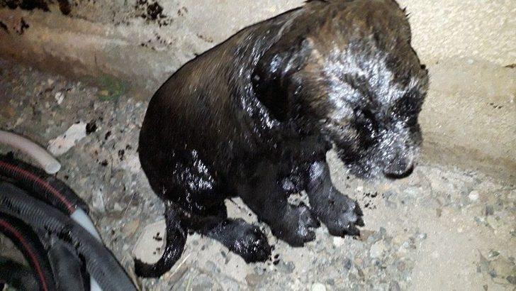 Gaziantep’te Yavru Köpek Ful-oil Dolu Yakıt Tankına Atıldı G3