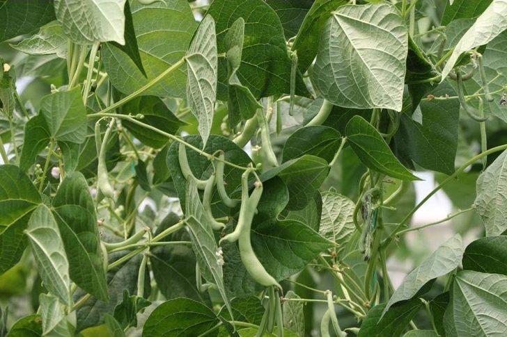 Sera Destekleri Üreticinin Yüzünü Güldürdü G1