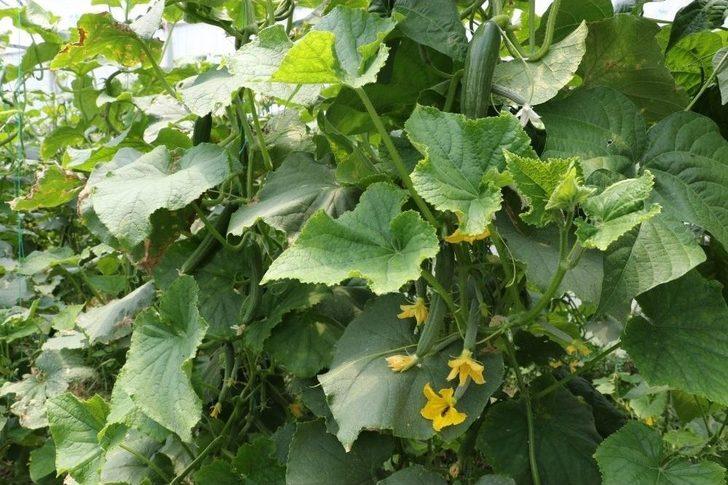 Sera Destekleri Üreticinin Yüzünü Güldürdü G3