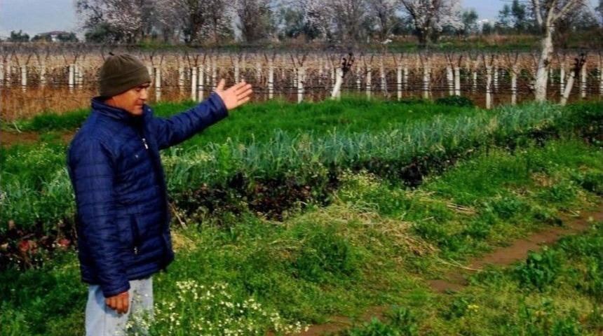 Sarıg&ouml;l&rsquo;de &rsquo;yalancı Bahar&rsquo; &Ccedil;ift&ccedil;ileri Endişelendiriyor