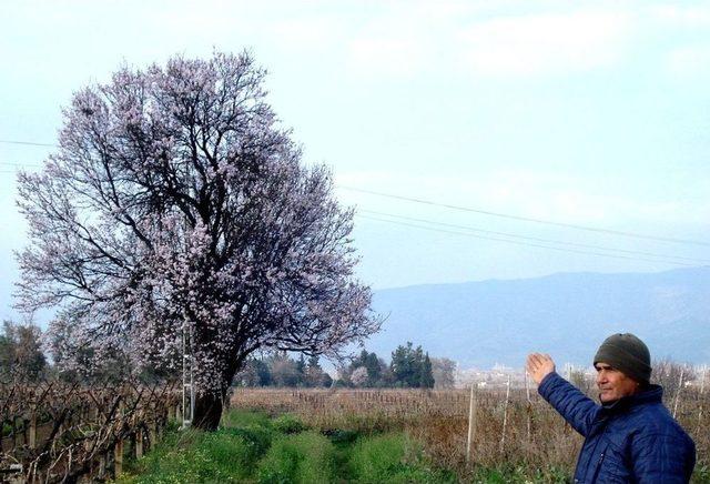 Sarıgöl’de ’yalancı Bahar’ Çiftçileri Endişelendiriyor