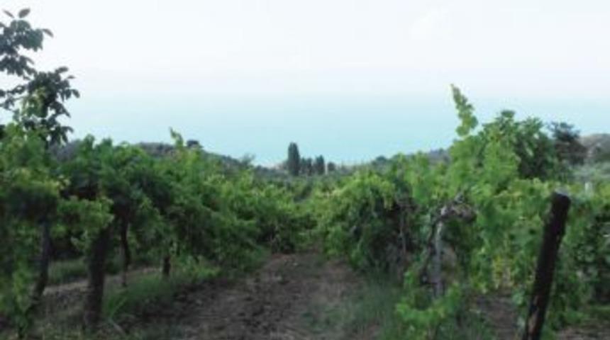 Tarımda Sigortalı Varlık Değeri Y&uuml;zde 28 Arttı