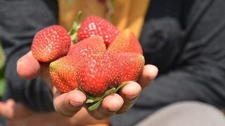 Muşta Çilek Hasadına Başlandı