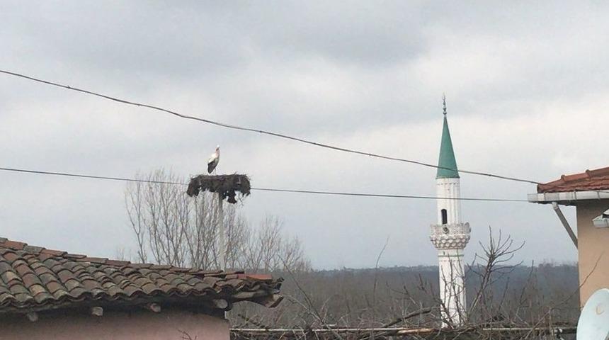 &Ccedil;anakkale&rsquo;ye İlk Leylek Geldi