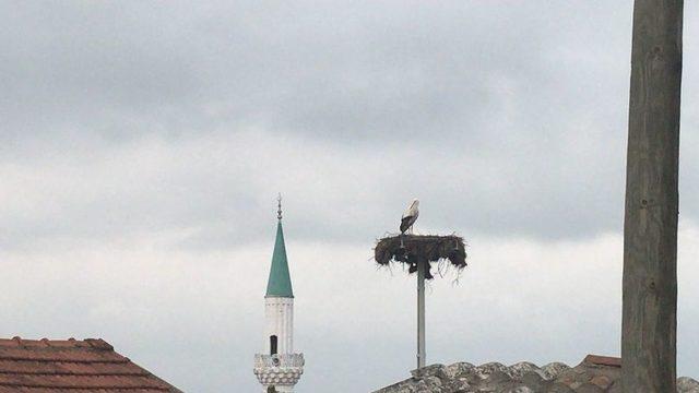 Çanakkale’ye İlk Leylek Geldi