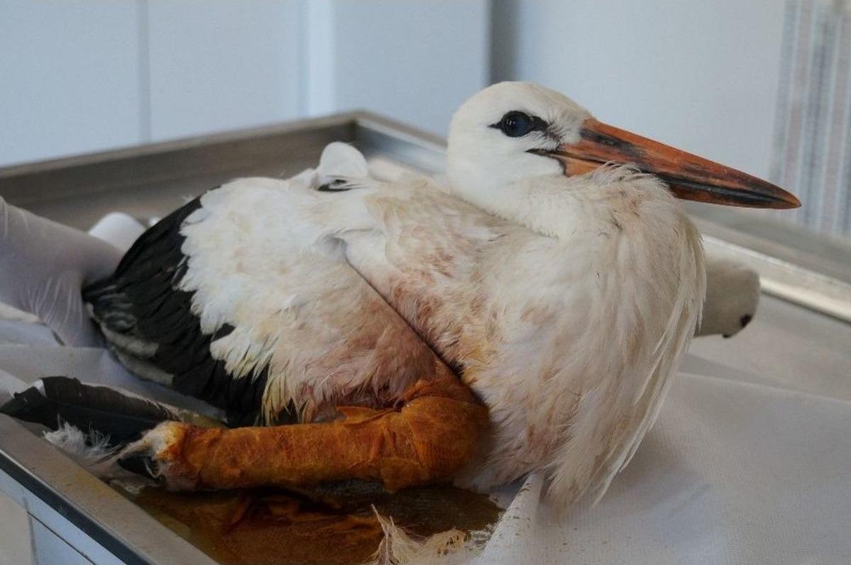 Batman&rsquo;da Kanadı Kırılan Leylek Tedavi Altına Alındı