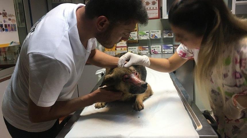 (&ouml;zel Haber) Y&uuml;z&uuml; Kimyasal Maddeyle Yakıldığı İddia Edilen K&ouml;pek İstanbul&rsquo;a Getirildi