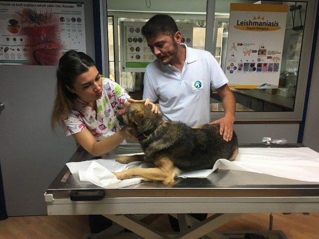 (özel Haber) Yüzü Kimyasal Maddeyle Yakıldığı İddia Edilen Köpek İstanbul’a Getirildi