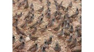 Adana’da Doğaya 3 Bin Keklik Salındı