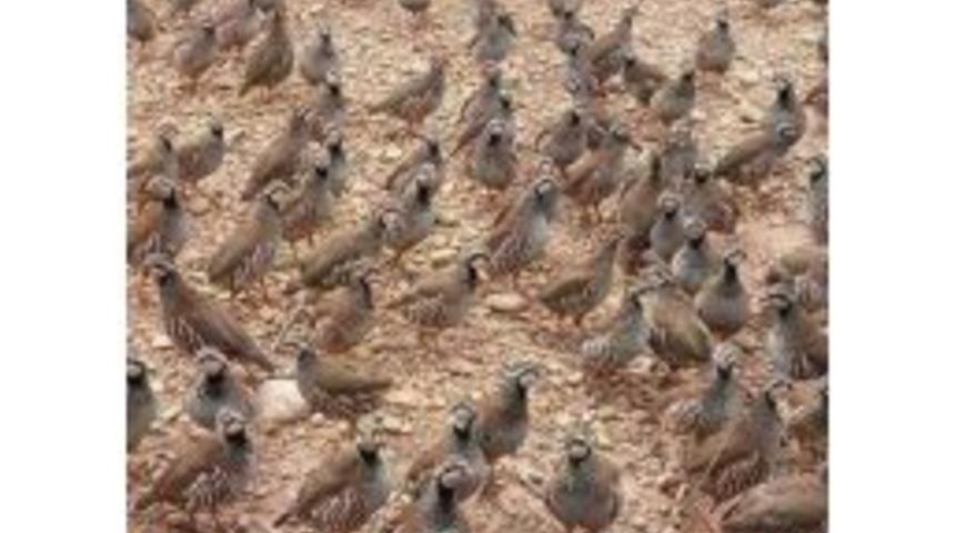 Adana’da Doğaya 3 Bin Keklik Salındı