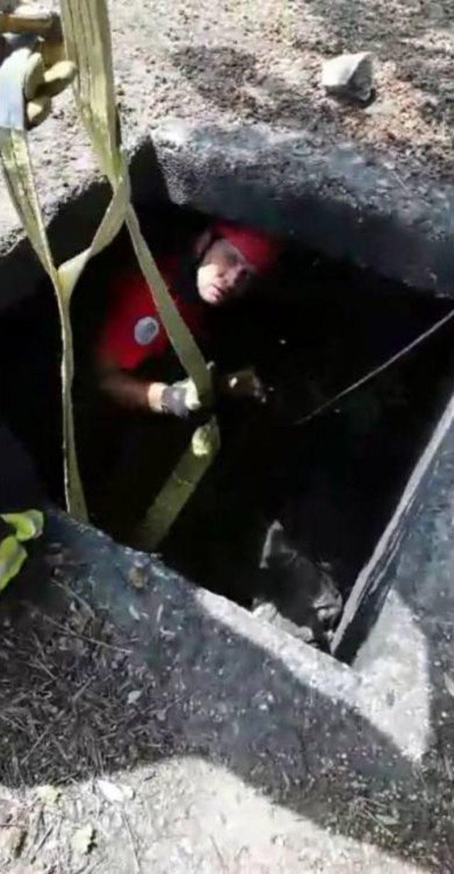 Su Kuyusuna Düşen Eşeği İtfaiye Eri Halatla Çıkardı 1