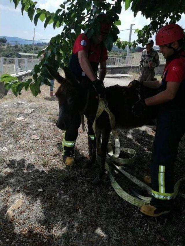 Su Kuyusuna Düşen Eşeği İtfaiye Eri Halatla Çıkardı 3