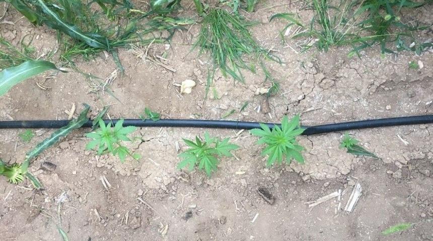 Karaman&rsquo;da Mısır Tarlasına Ekilmiş &Ccedil;ok Sayıda Kenevir Bulundu