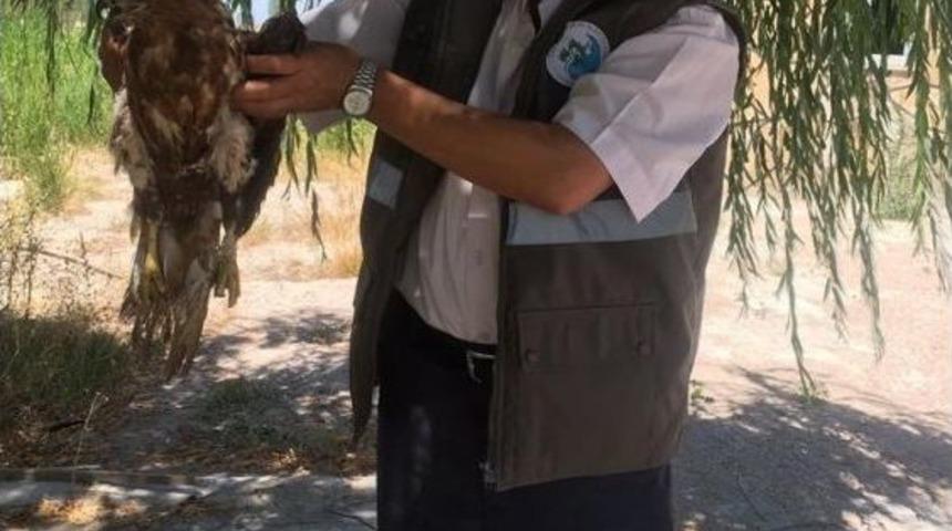 Yaralı Kızıl Şahin Tedavi Altına Alındı