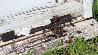 Aydın’da Arıcılara Şok