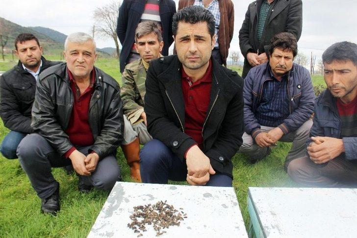 Aydın’da Arıcılara Şok G1