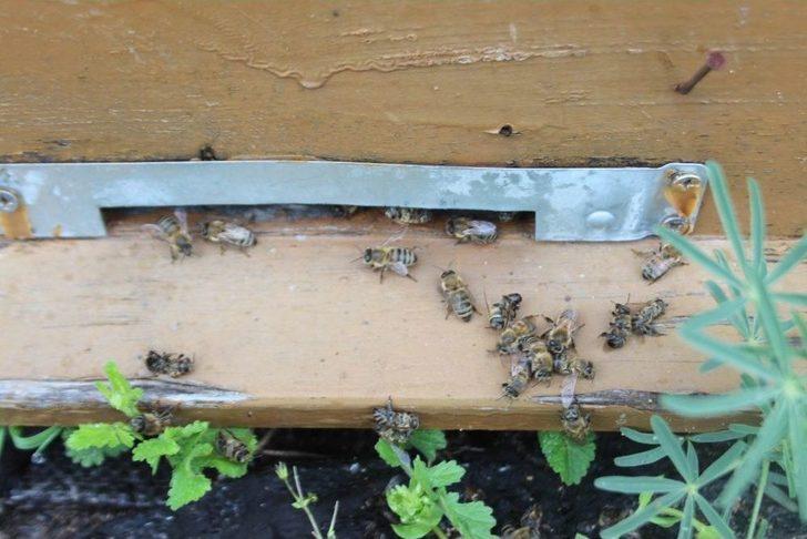 Aydın’da Arıcılara Şok G4