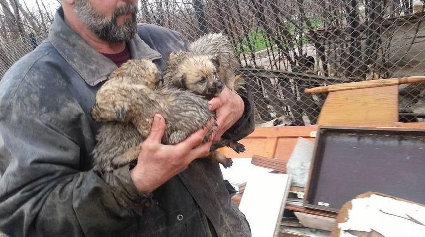 Yolda &Ouml;n&uuml;ne &Ccedil;ıkan Yavru K&ouml;pekleri &Ouml;l&uuml;mden Kurtardı