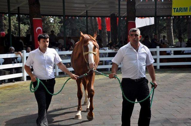 Lüks Daire Fiyatına Taylar Kapışıldı