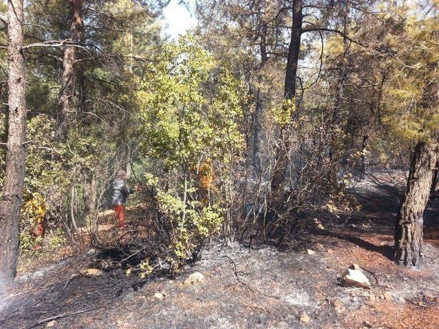 Arsuz’da Çıkan Orman Yangını Söndürüldü