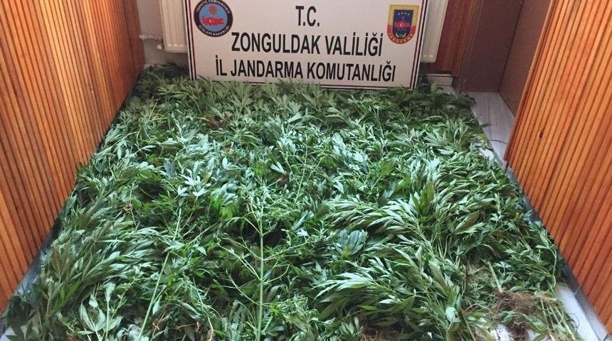 Zonguldak’ta 875 Kök Kenevir Bitkisi Ele Geçirildi