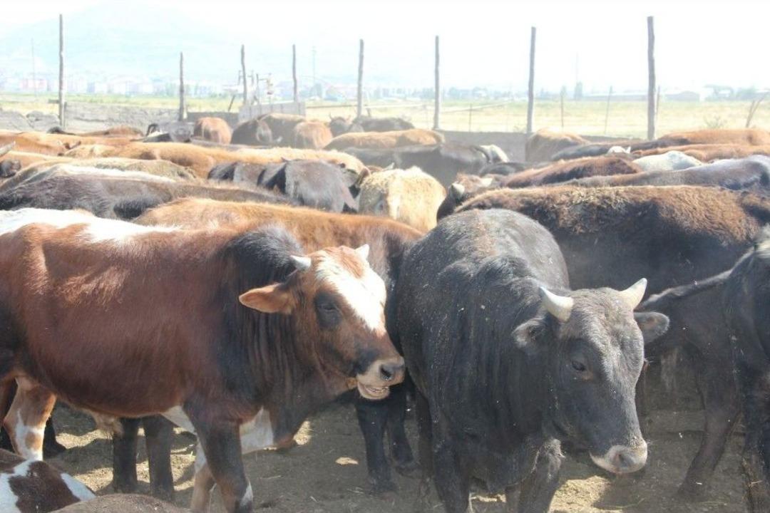 Erzurumlu &Uuml;reticiler Kurban Bayramı&rsquo;na Hazır