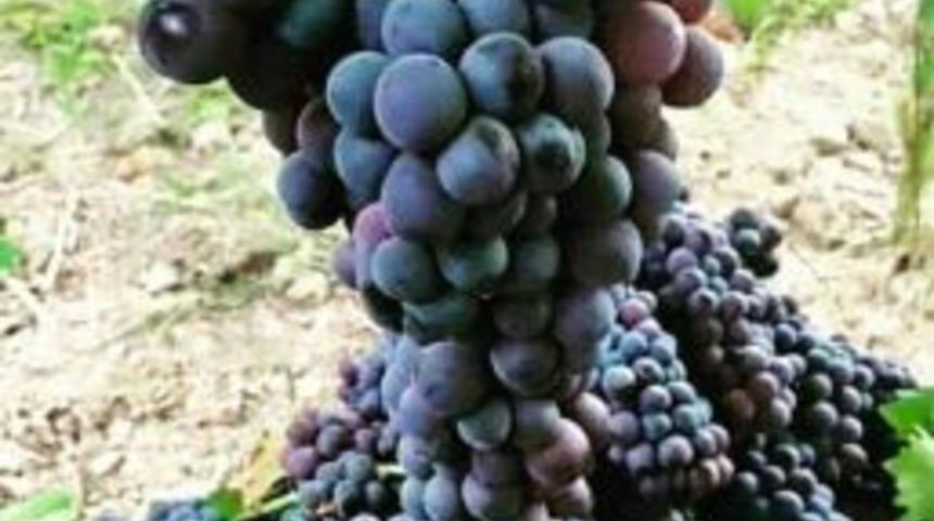 K&ouml;yl&uuml;ler Kooperatif Kurup T&uuml;keticiye Tek Elden Ulaşıyor