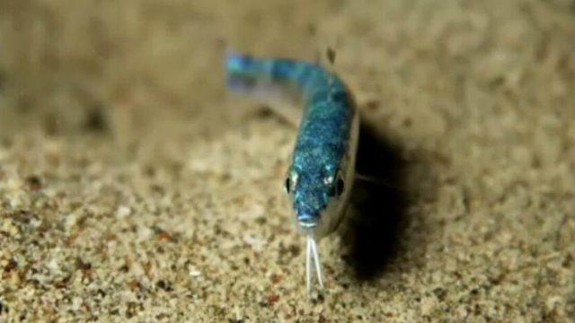 Kızıldeniz’den Geldi, İlk Kez Görüntülendi