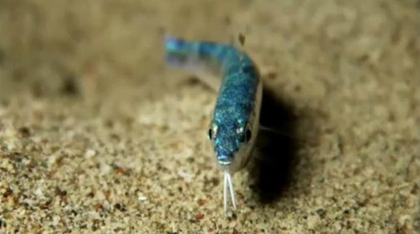 Kızıldeniz&rsquo;den Geldi, İlk Kez G&ouml;r&uuml;nt&uuml;lendi