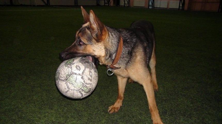 Kurt Köpeğinin Futbol Tutkusu