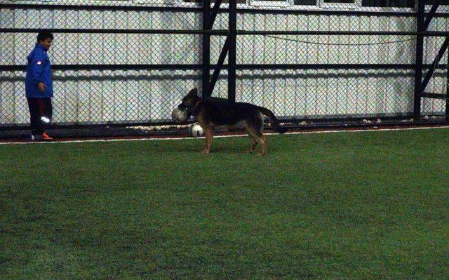 Kurt Köpeğinin Futbol Tutkusu