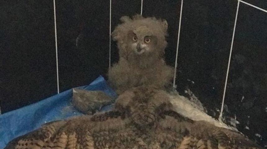 Kars’ta Yavru Puhuların Tedavisi Sürüyor