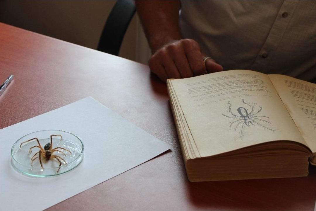 &rsquo;sarı Kız&rsquo; Zararlı Değil Yararlı