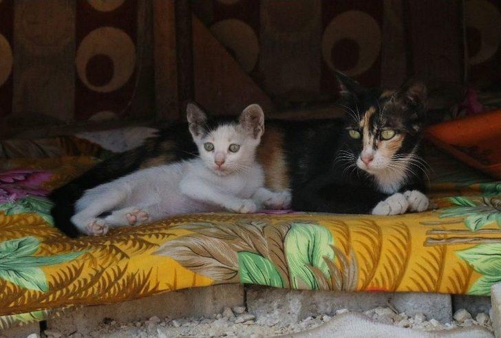 Mahallenin Fahri Trafik Polisi Ayşe Kaya Sokak Kedilerini Böyle Koruyor G3