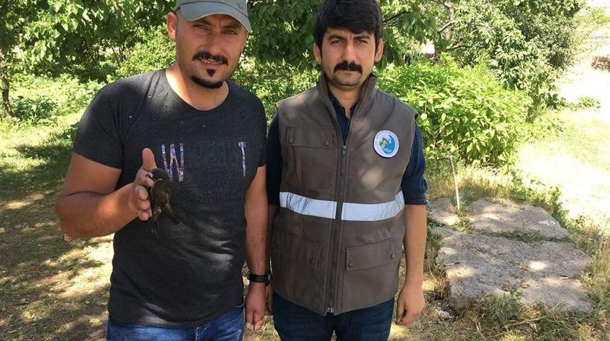 Yaralı Ebabil Kuşu Tedavi Altına Alındı