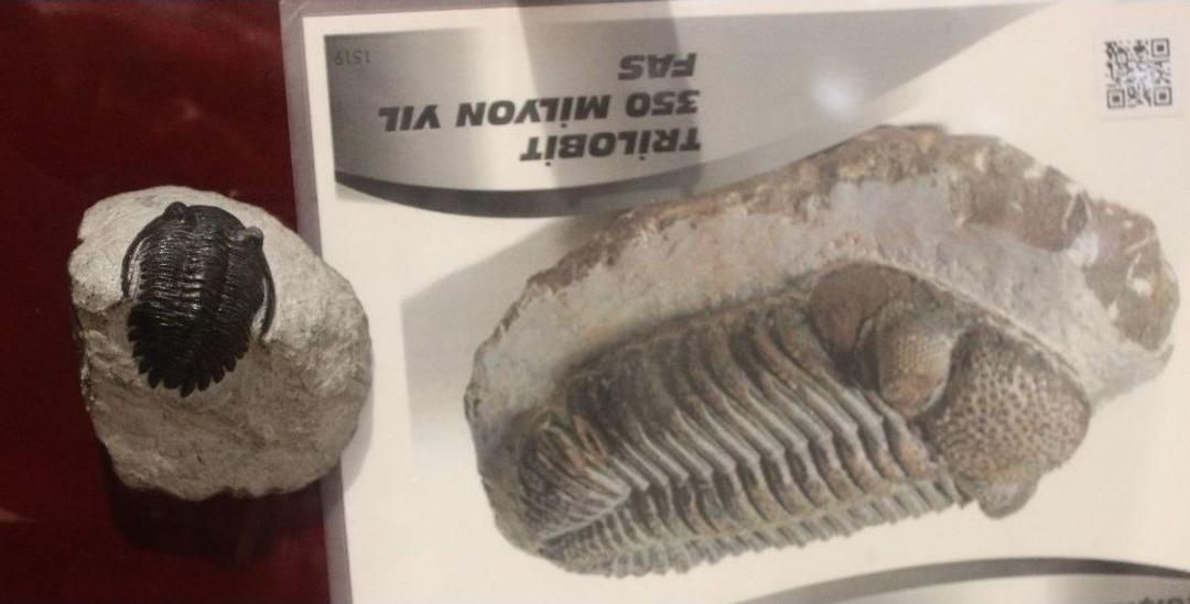 Bu Sergide Milyonlarca Yıl &Ouml;nce Yok Olmuş Canlıları G&ouml;rmek M&uuml;mk&uuml;n