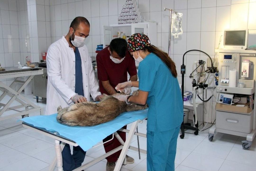 T&uuml;fekle Vurulan K&ouml;pek Tedavi Altına Alındı