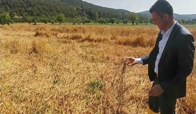 İl M&uuml;d&uuml;r&uuml; Yoldaş, Buğday Alım Yerlerinde İncelemede Bulundu 1