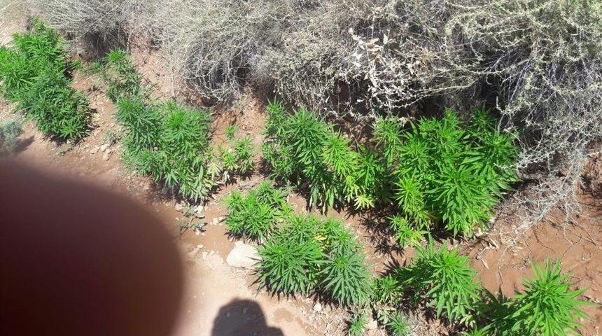 M&uuml;stakil Evin Bah&ccedil;esinde Ekili Hint Keneviri Ele Ge&ccedil;irildi